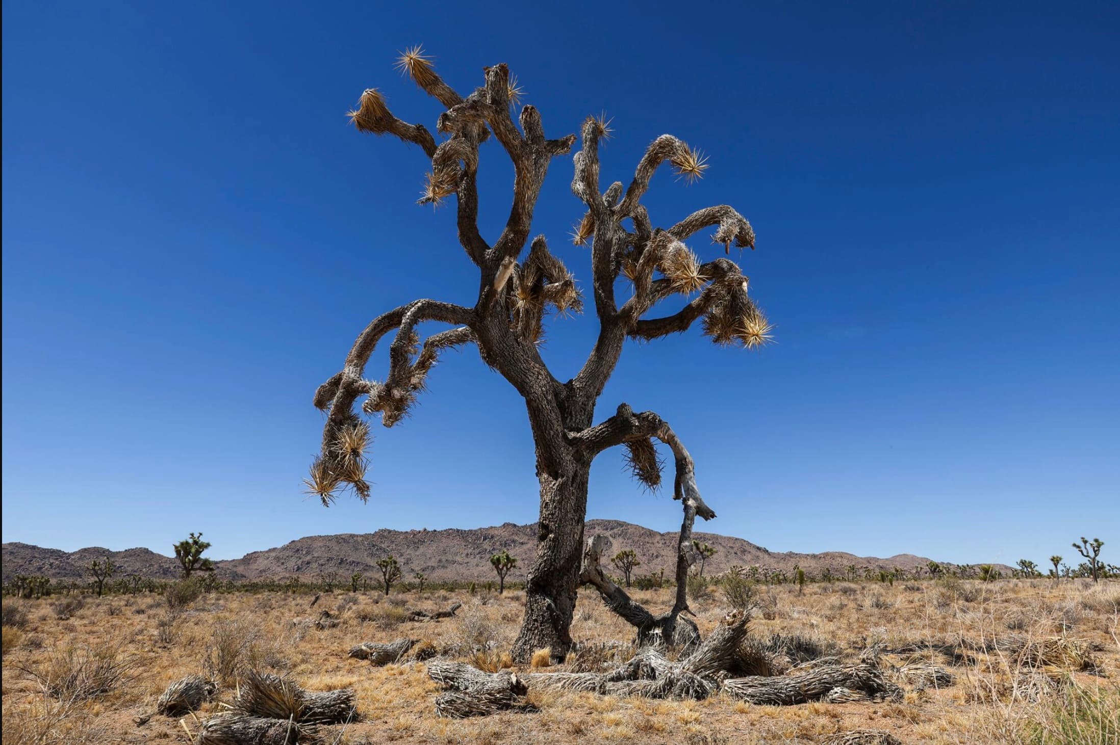 A weathered Joshua tree standing alone in the high desert, with distant mountains and a clear blue sky.